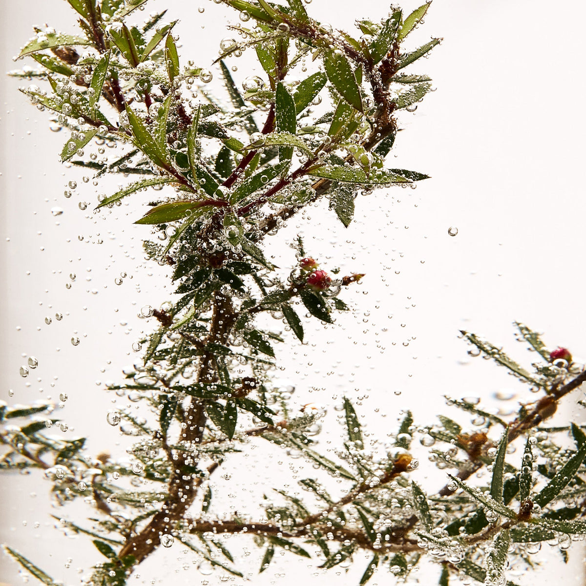 Tea Tree Oil for skin 10ml