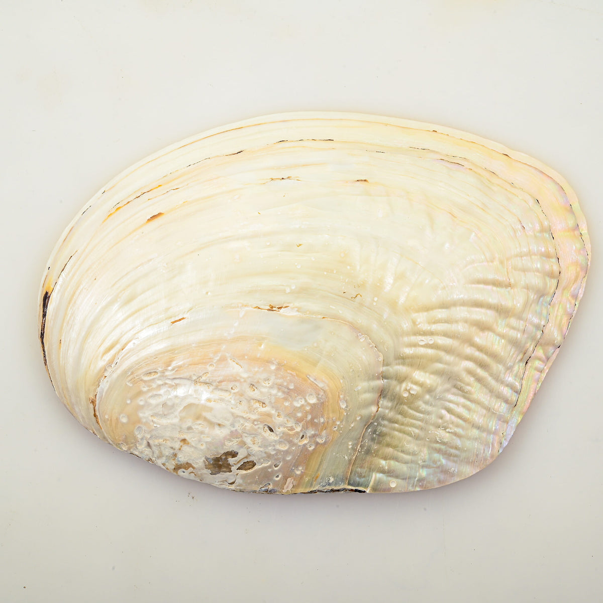 Shell, Polished w/ Pearls 7" Approx 715Ctw (Ships in 8-10 Days)